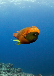 Clarion angelfish. Cabo Pearce, Isla Socorro.
D3 15mm fi... by Mark Thomas 